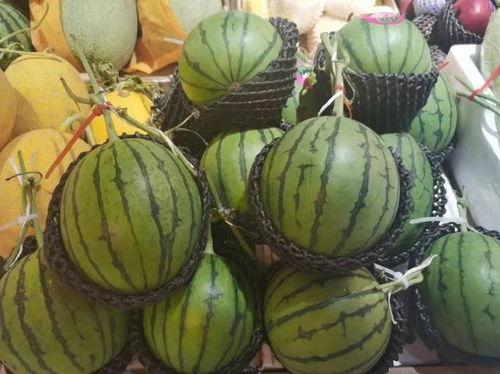 小叔叔吃瓜,小叔叔的瓜田奇遇记