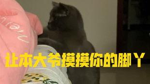 小猫带你吃瓜,解锁美味新体验
