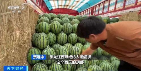 自由行吃瓜,揭秘旅行中的美食诱惑与趣事