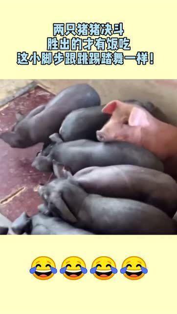 猪猪吃瓜视频播放,欢乐无限，视频播放量飙升！