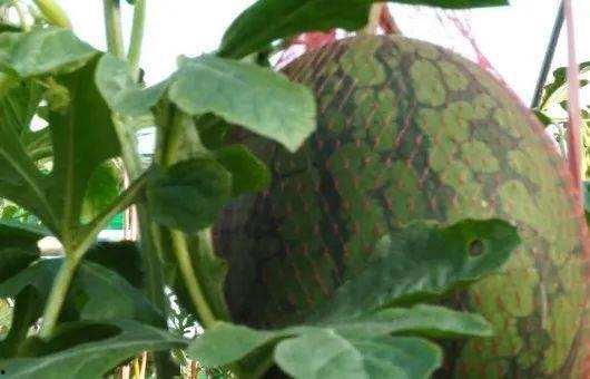 儋州吃瓜,品味瓜果飘香的甜蜜时光