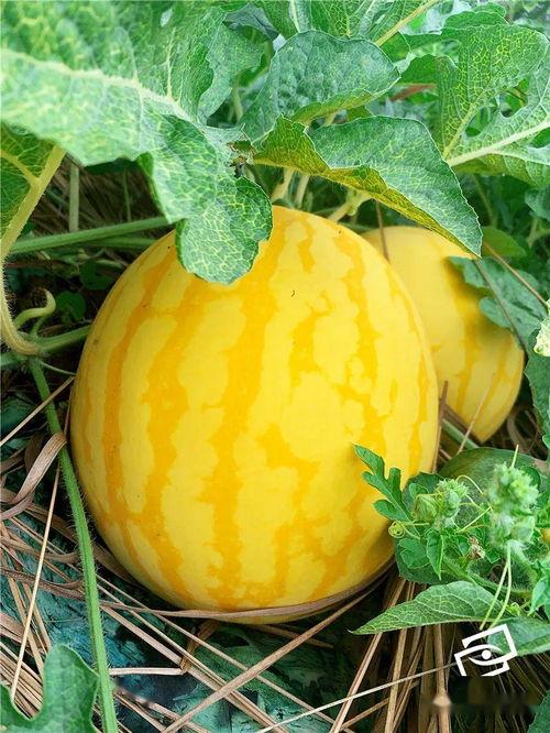 广州吃瓜历史,从街头小吃到文化现象的演变轨迹