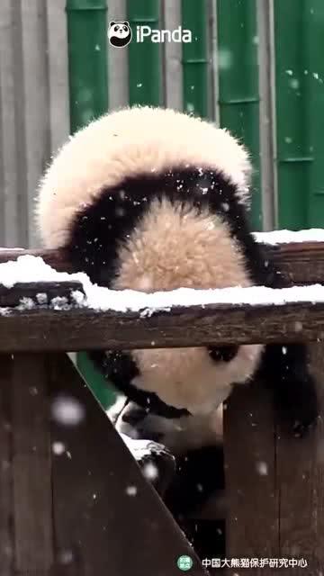 吃瓜小熊吃冰的人,吃瓜小熊的清凉冒险之旅