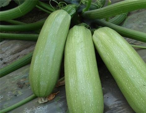 西光禄吃瓜,揭秘娱乐圈幕后故事