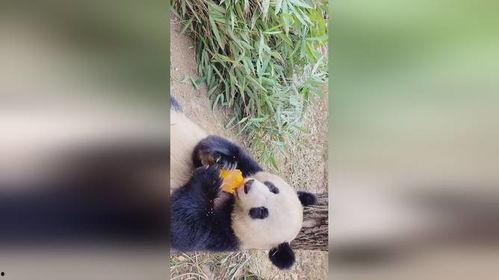 吃瓜直播竹子,竹子带你领略直播新风尚