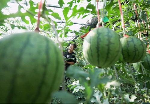 吃太多瓜的危害,健康隐患不容忽视