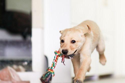 吃瓜吃狗狗吃的东西视频,跟随镜头探寻狗狗的味蕾世界