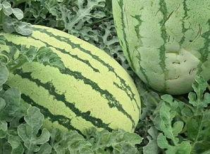 爬楼吃瓜的样子,揭秘都市生活里的独特风景